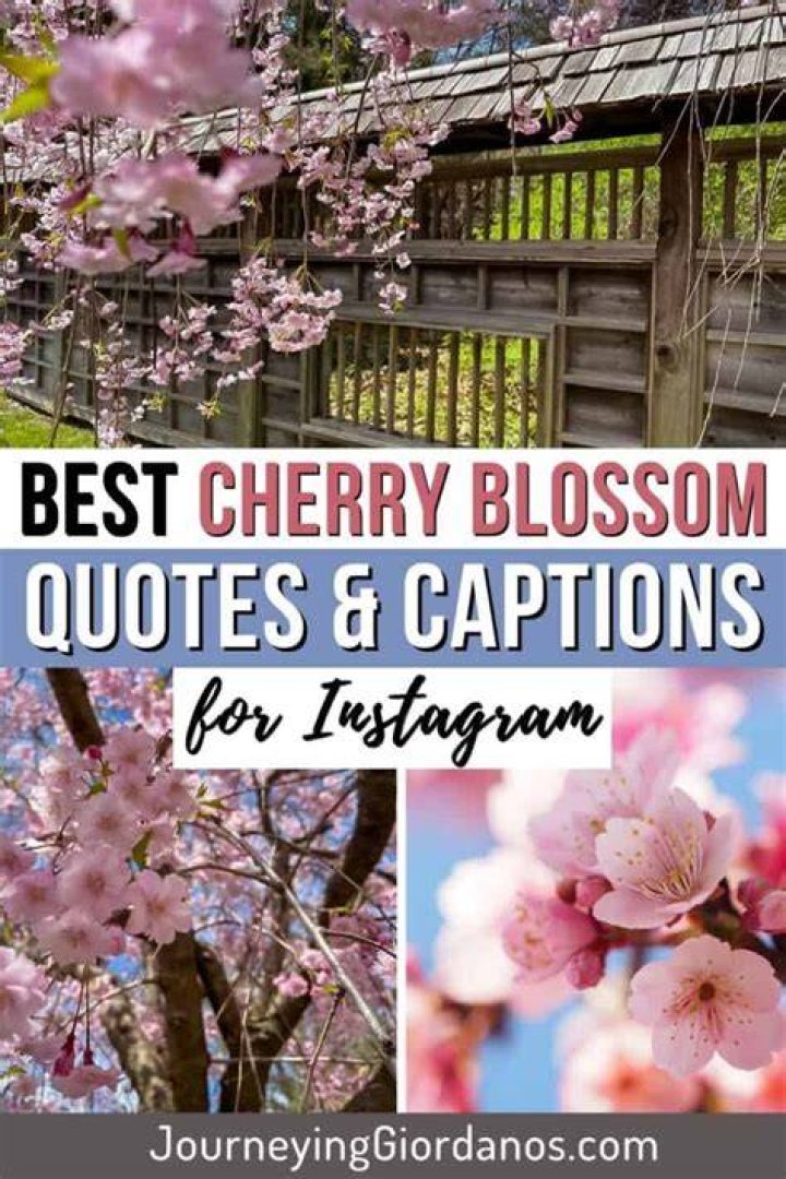 21 Cherry Blossom Instagram captions for your springtime tree pics!