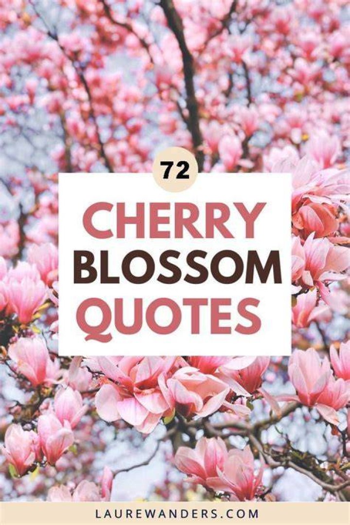 72 Cherry Blossom Quotes and Captions Laure Wanders