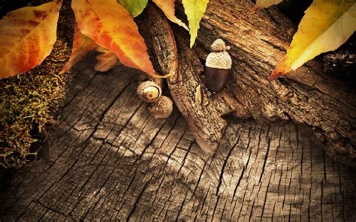 Autumn Wood Wallpapers Wallpaper Cave