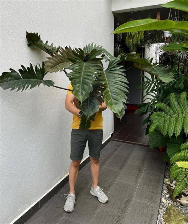 Buy Philodendron Pluto Plant Online Paling Horticulture Sdn Bhd