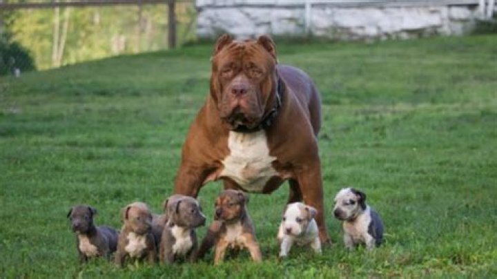 Hulk Pit Bull This Massive Pit Bull Is 175 Pounds (PHOTO) dBTechno