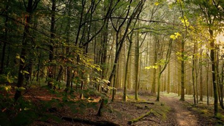 Landscape nature tree forest woods autumn wallpaper 4608x3072