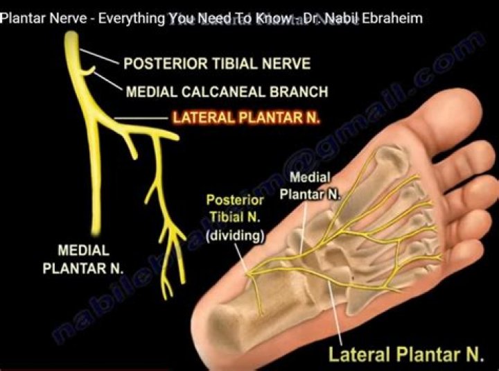 Plantar Foot Nerve Anatomy
