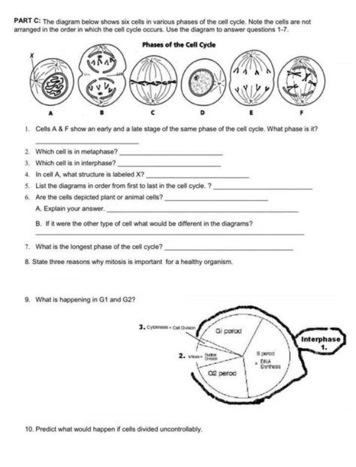 Solved THE CELL CYCLE Name 6 10 11. What moves the