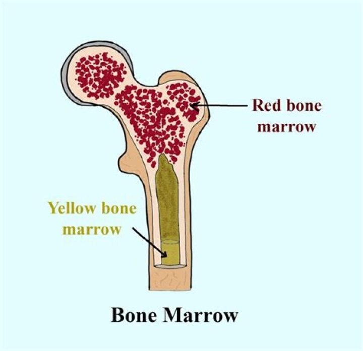 The red bone marrow occurs in(a)Ribs(b)Ribs and sternum(c)Ribs and