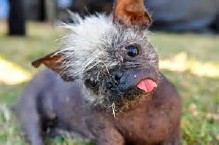 World&rsquo;s Ugliest Dog Mr. Happy Face, a Chihuahua Mix With a Mohawk